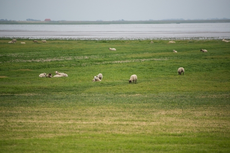 Flock of sheep on green meadow in Denmarkの写真素材