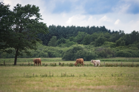 Scottish Highland Cattle cows grazing on meadow in Denmarkの写真素材