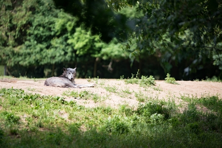 Grey dangerous wolf resting in the forestの写真素材