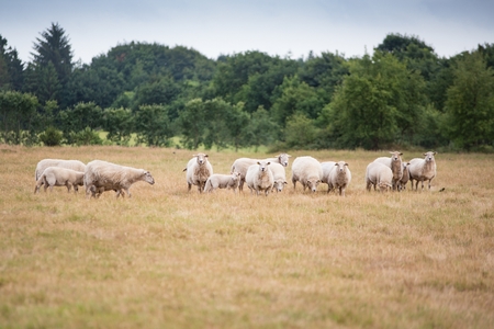 Grazing flock of sheep on meadow in Denmarkの写真素材