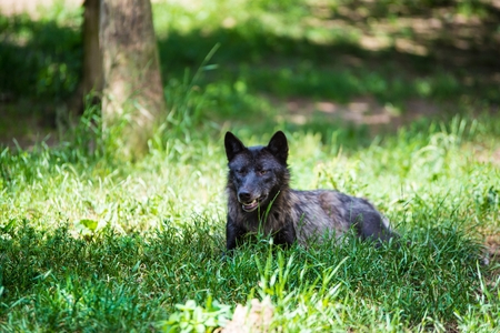 Black dangerous wolf resting in the forestの写真素材