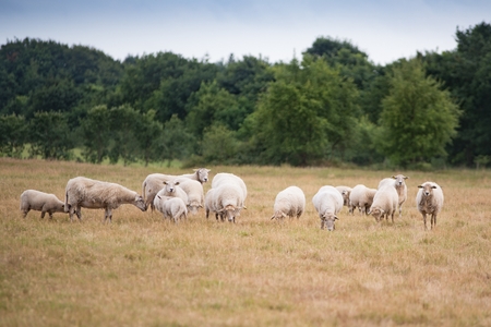 Grazing flock of sheep on meadow in Denmarkの写真素材