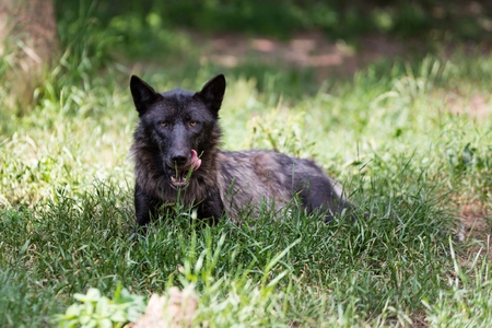 Black dangerous wolf resting in the forestの写真素材