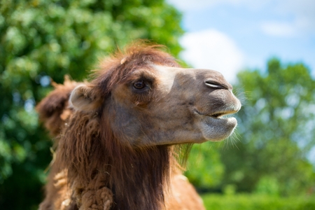 Funny brown camel at the summerの写真素材