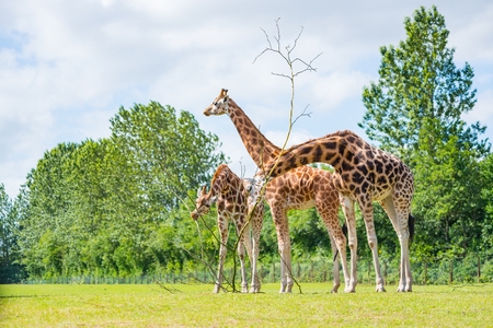 Giraffe eating tree leaves at the summerの写真素材