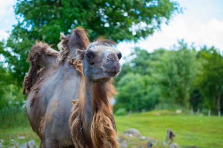 Funny brown camel at the summerの写真素材
