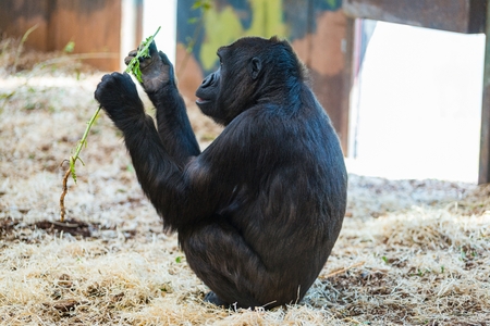 Black male gorilla eating green leavesの写真素材