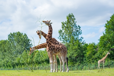 Giraffe eating tree leaves at the summerの写真素材
