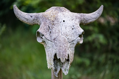 Scary bison skull in the forestの写真素材