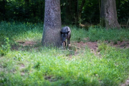 Black wolf in the forest. Hunting predatorの写真素材