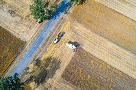 Aerial drone view of harvester combine working on field. Summer harvest. Farm works