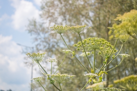 Giant hogweed dangerous poisonous plant called also Sosnowski's hogweedの写真素材