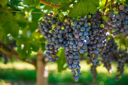Red dark wine grapes on tree on grapes plantation in Italyの写真素材