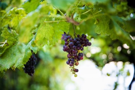 Purple grapes on tree at the summer. Italian vineyardの写真素材
