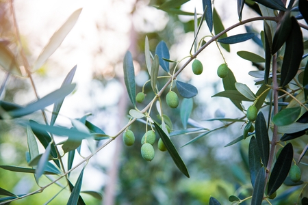 Green olives on tree at the summer. Italian gardenの写真素材