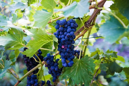 Purple grapes on tree at the summer. Italian vineyardの写真素材