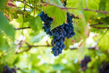 Purple grapes on tree at the summer. Italian vineyardの写真素材