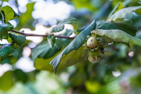 Hazel nuts on tree at the summer. Italian gardenの写真素材