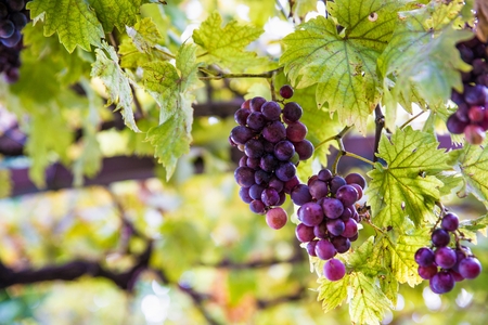 Purple grapes on tree at the summer. Italian vineyardの写真素材