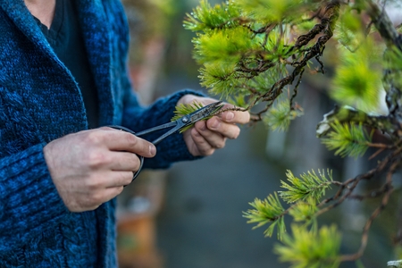 Young man pruning japanese bonsai tree. Bonsai artistの写真素材