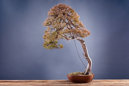 Japanese bonsai tree in pot on grey background. Bonsai art.の写真素材