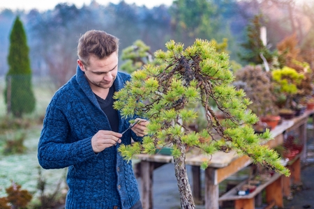 Young man pruning japanese bonsai tree. Bonsai artistの写真素材