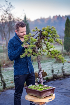 Young man pruning japanese bonsai tree. Bonsai artistの写真素材