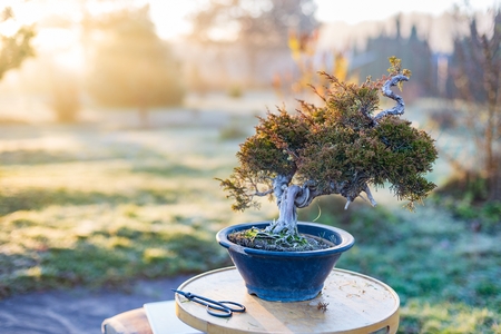 Beautiful bonsai tree in a pot outdoors. Hobby and passion concept