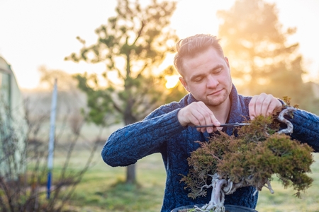 Young man pruning bonsai tree. Small business conceptの写真素材