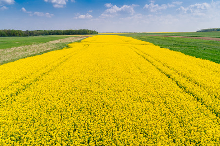 Aerial drone view of yellow colza field at springの写真素材