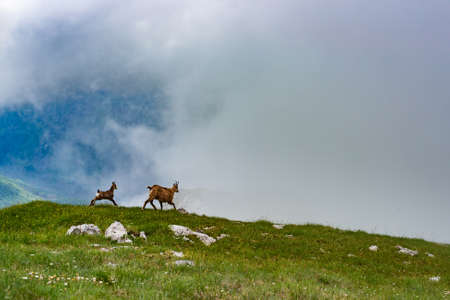 Two chamois on background of mountains.の写真素材