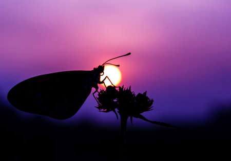 beauty butterfly are found in many tropical regions, such as Indonesia and other Asian countries の写真素材