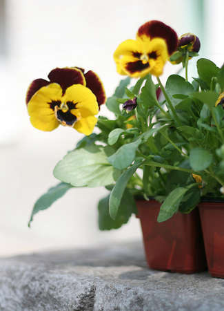 Viola flowersの写真素材