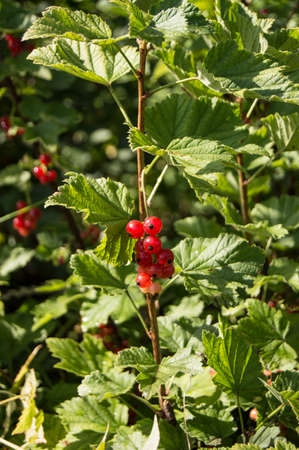 redcurrants on the bush