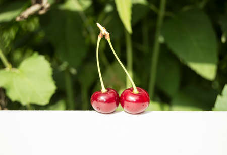 cherries in the garden on a white background