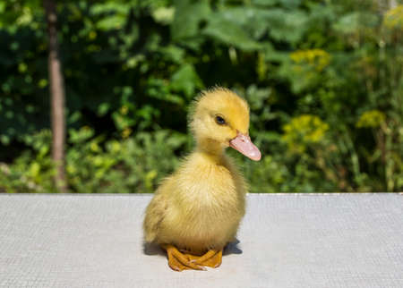 yellow duckling in the garden on a white table