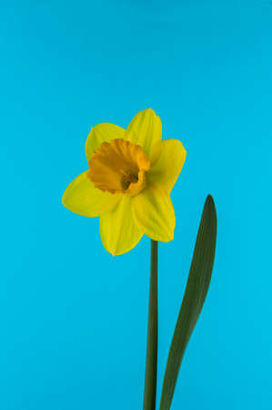 Daffodil on blue backgroundの写真素材