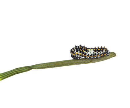 A small caterpillar on a branchの写真素材