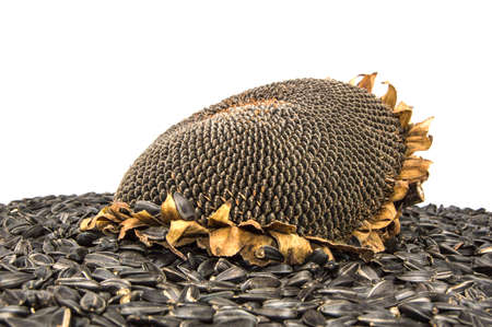 sunflower seeds on white backgroundの写真素材