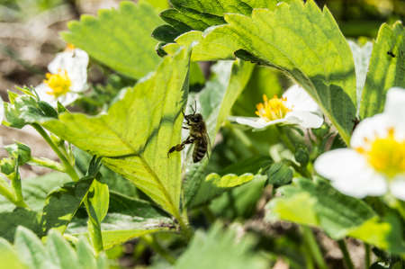 bee and blossoming strawberryの写真素材