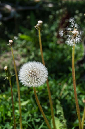 dandelions in a meadowの写真素材