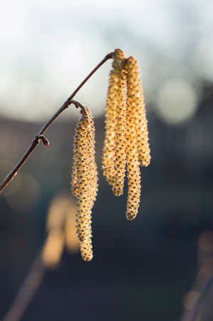 seeds of hazelnut flowersの写真素材