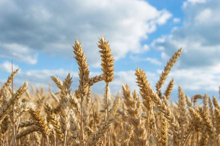 wheat spike on the sky background