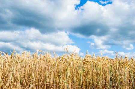 wheat field against the skyの写真素材