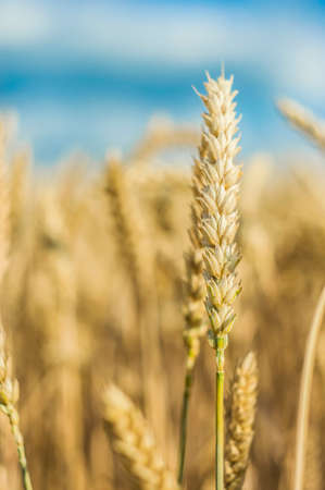 wheat field against the sky