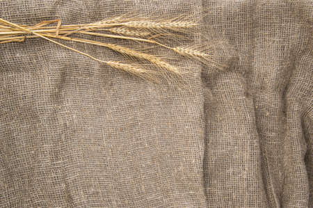 spikelets of wheat on burlapの写真素材