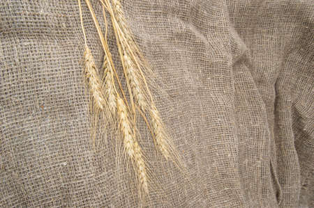 spikelets of wheat on burlapの写真素材