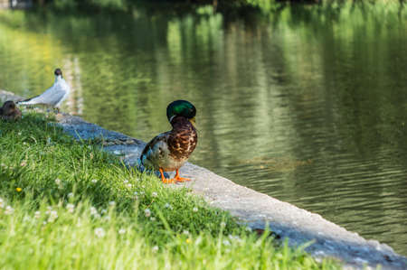 duck in the grass near the waterの写真素材