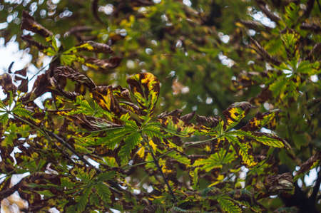 chestnut tree leaves, blurred backgroundの写真素材