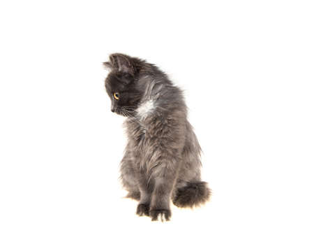 gray kitten on isolated white backgroundの写真素材